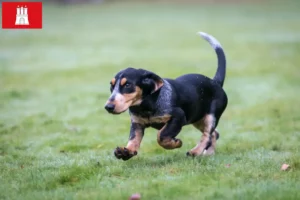 Mehr über den Artikel erfahren Basset bleu de Gascogne Züchter und Welpen in Hamburg