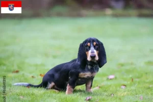 Mehr über den Artikel erfahren Basset bleu de Gascogne Züchter und Welpen in Hessen