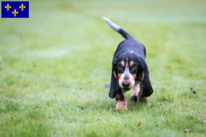 Mehr über den Artikel erfahren Basset bleu de Gascogne Züchter und Welpen in Île-de-France