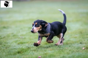 Mehr über den Artikel erfahren Basset bleu de Gascogne Züchter und Welpen auf Korsika