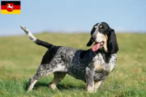 Mehr über den Artikel erfahren Basset bleu de Gascogne Züchter und Welpen in Niedersachsen