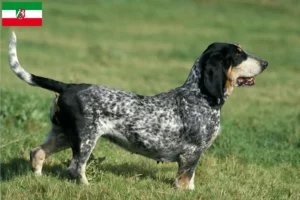 Mehr über den Artikel erfahren Basset bleu de Gascogne Züchter und Welpen in Nordrhein-Westfalen