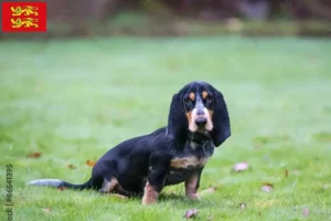 Mehr über den Artikel erfahren Basset bleu de Gascogne Züchter und Welpen in der Normandie