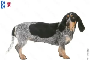 Mehr über den Artikel erfahren Basset bleu de Gascogne Züchter und Welpen in Nouvelle-Aquitaine