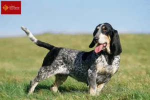 Mehr über den Artikel erfahren Basset bleu de Gascogne Züchter und Welpen in Okzitanien