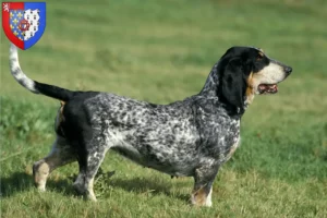 Mehr über den Artikel erfahren Basset bleu de Gascogne Züchter und Welpen in Pays de la Loire