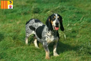 Mehr über den Artikel erfahren Basset bleu de Gascogne Züchter und Welpen in der Provence-Alpes-Côte d’Azur