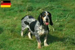 Mehr über den Artikel erfahren Basset bleu de Gascogne Züchter und Welpen in Rheinland-Pfalz