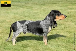 Mehr über den Artikel erfahren Basset bleu de Gascogne Züchter und Welpen in Sachsen-Anhalt