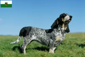 Mehr über den Artikel erfahren Basset bleu de Gascogne Züchter und Welpen in Sachsen