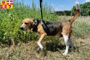 Mehr über den Artikel erfahren Beagle Harrier Züchter und Welpen in Auvergne-Rhône-Alpes