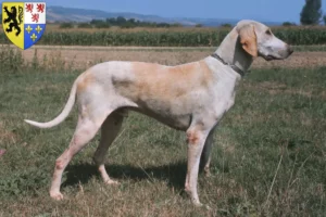 Mehr über den Artikel erfahren Billy Züchter und Welpen in Hauts-de-France