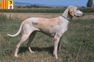 Mehr über den Artikel erfahren Billy Züchter und Welpen in der Provence-Alpes-Côte d’Azur