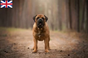 Mehr über den Artikel erfahren Boerboel Züchter und Welpen in Großbritannien