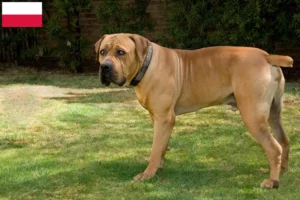 Mehr über den Artikel erfahren Boerboel Züchter und Welpen in Polen