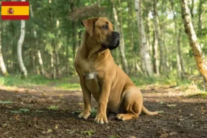 Mehr über den Artikel erfahren Boerboel Züchter und Welpen in Spanien