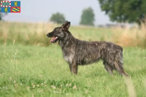 Mehr über den Artikel erfahren Bouvier des Ardennes Züchter und Welpen in Bourgogne-Franche-Comté