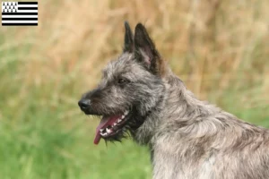 Mehr über den Artikel erfahren Bouvier des Ardennes Züchter und Welpen in der Bretagne