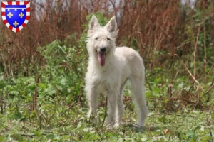 Mehr über den Artikel erfahren Bouvier des Ardennes Züchter und Welpen in Centre-Val de Loire