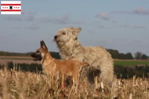 Mehr über den Artikel erfahren Bouvier des Ardennes Züchter und Welpen in Drenthe