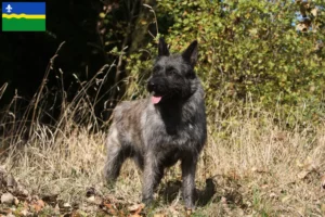 Mehr über den Artikel erfahren Bouvier des Ardennes Züchter und Welpen in Flevoland