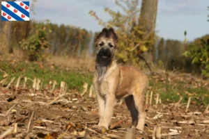 Mehr über den Artikel erfahren Bouvier des Ardennes Züchter und Welpen in Friesland