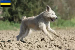 Mehr über den Artikel erfahren Bouvier des Ardennes Züchter und Welpen in Gelderland