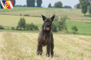 Mehr über den Artikel erfahren Bouvier des Ardennes Züchter und Welpen in Grand Est