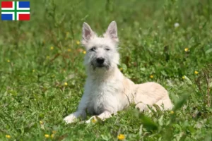 Mehr über den Artikel erfahren Bouvier des Ardennes Züchter und Welpen in Groningen