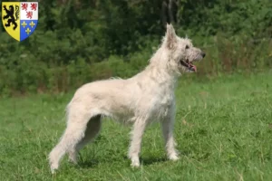 Mehr über den Artikel erfahren Bouvier des Ardennes Züchter und Welpen in Hauts-de-France