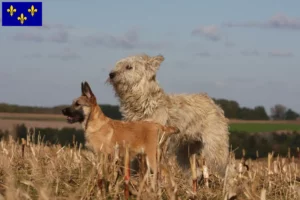 Mehr über den Artikel erfahren Bouvier des Ardennes Züchter und Welpen in Île-de-France