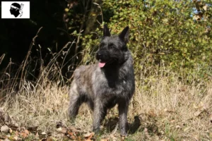 Mehr über den Artikel erfahren Bouvier des Ardennes Züchter und Welpen auf Korsika