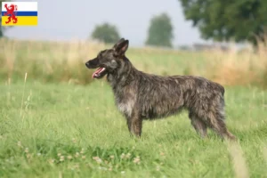 Mehr über den Artikel erfahren Bouvier des Ardennes Züchter und Welpen in Limburg