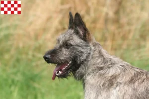 Mehr über den Artikel erfahren Bouvier des Ardennes Züchter und Welpen in Nordbrabant