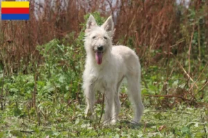 Mehr über den Artikel erfahren Bouvier des Ardennes Züchter und Welpen in Nordholland