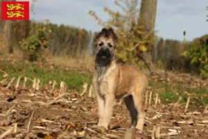 Mehr über den Artikel erfahren Bouvier des Ardennes Züchter und Welpen in der Normandie