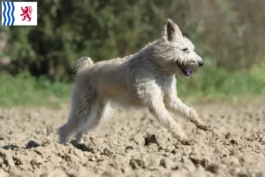 Mehr über den Artikel erfahren Bouvier des Ardennes Züchter und Welpen in Nouvelle-Aquitaine