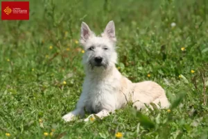 Mehr über den Artikel erfahren Bouvier des Ardennes Züchter und Welpen in Okzitanien