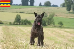 Mehr über den Artikel erfahren Bouvier des Ardennes Züchter und Welpen in Overijssel