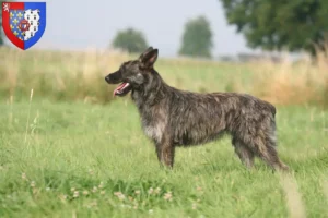 Mehr über den Artikel erfahren Bouvier des Ardennes Züchter und Welpen in Pays de la Loire