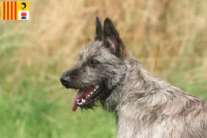 Mehr über den Artikel erfahren Bouvier des Ardennes Züchter und Welpen in der Provence-Alpes-Côte d’Azur