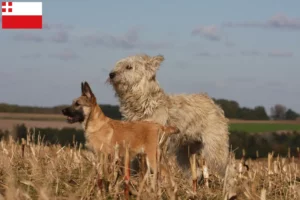 Mehr über den Artikel erfahren Bouvier des Ardennes Züchter und Welpen in Utrecht