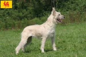 Mehr über den Artikel erfahren Bouvier des Ardennes Züchter und Welpen in Wallonische Region