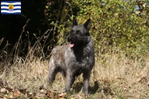 Mehr über den Artikel erfahren Bouvier des Ardennes Züchter und Welpen in Zeeland