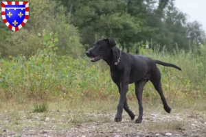 Mehr über den Artikel erfahren Ca de Bestiar Züchter und Welpen in Centre-Val de Loire