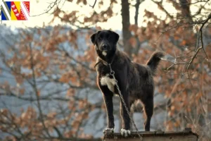 Mehr über den Artikel erfahren Ca de Bestiar Züchter und Welpen in Grand Est