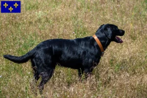 Mehr über den Artikel erfahren Ca de Bestiar Züchter und Welpen in Île-de-France