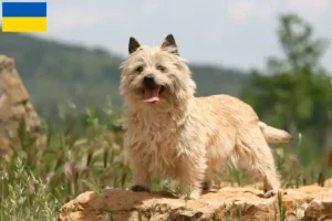 Mehr über den Artikel erfahren Cairn Terrier Züchter und Welpen in der Ukraine