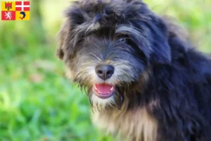 Mehr über den Artikel erfahren Cão da Serra de Aires Züchter und Welpen in Auvergne-Rhône-Alpes