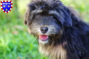 Mehr über den Artikel erfahren Cão da Serra de Aires Züchter und Welpen in Centre-Val de Loire